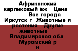 Африканский карликовый ёж › Цена ­ 6 000 - Все города, Иркутск г. Животные и растения » Другие животные   . Владимирская обл.,Муромский р-н